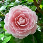 spectacular pink camellia
