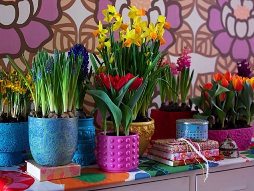 spring bulbs flowering in colourful pots