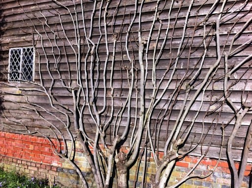 fig tree in winter being trained against a wall