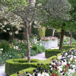 tulips-in-flower-in-this-formal-garden-border