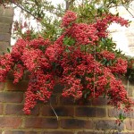 bright red berries on pyracanthus