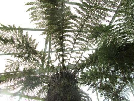 close up on tree fern