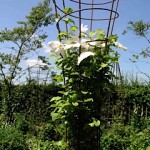 plant supports in use