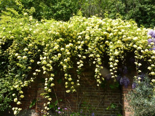 flowering climber cascading over wall