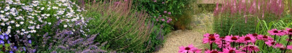 gravel path lined with perennials in cottage garden