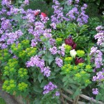 perennial flowers in a cottage garden border