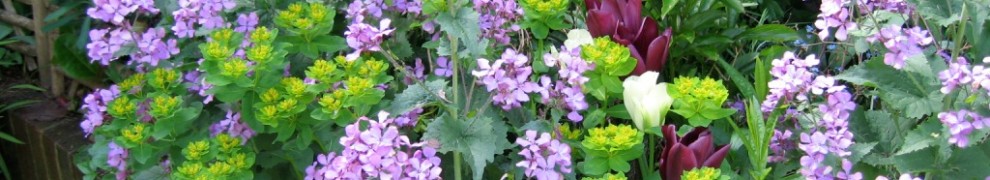 perennial flowers in a cottage garden border