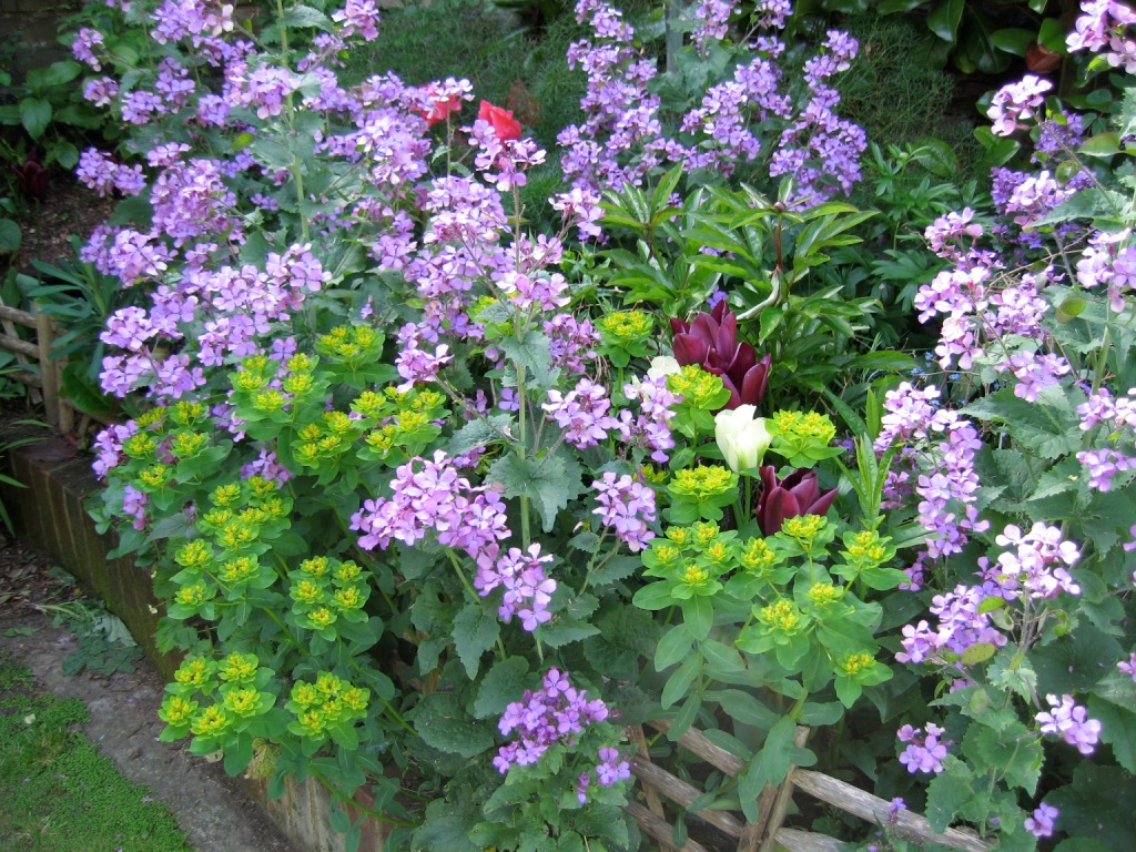 cottage garden flowers perennials border perennial plants gardens peony tulip euphorbia include gardener plant spring