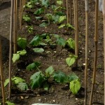 runner beans and canes