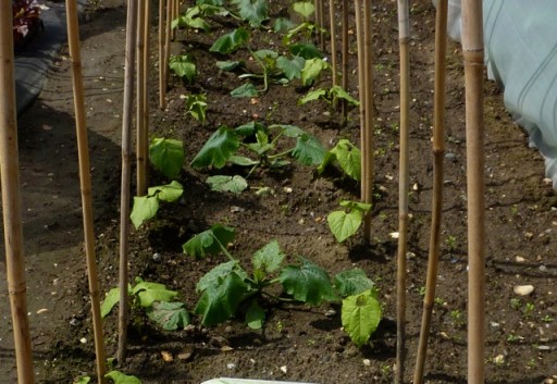 runner beans and canes
