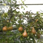 pears in fruit on a tree