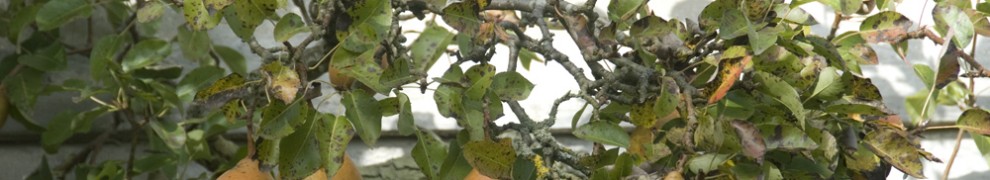 pears in fruit on a tree