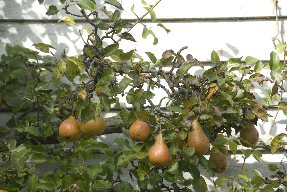 pears in fruit on a tree