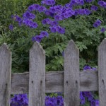 wooden picket fence with flower beyond