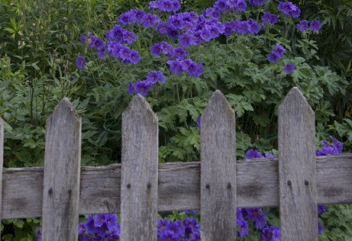 rustic-fence-cottage-garden wooden picket fence with flower beyond