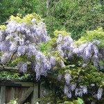 wisteria in flower