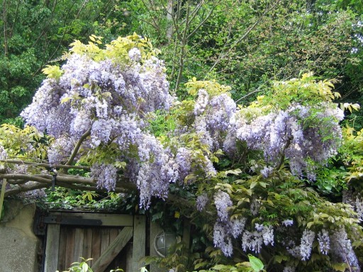 wisteria in flower