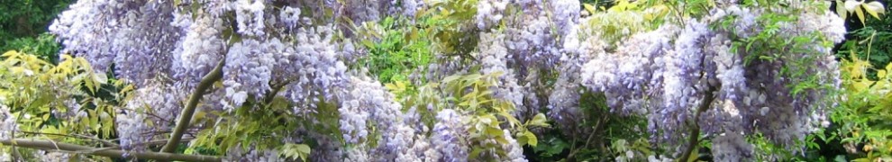 wisteria in flower