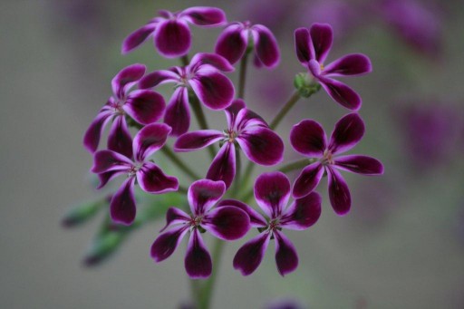 purple Pelargonium lawrenceanum