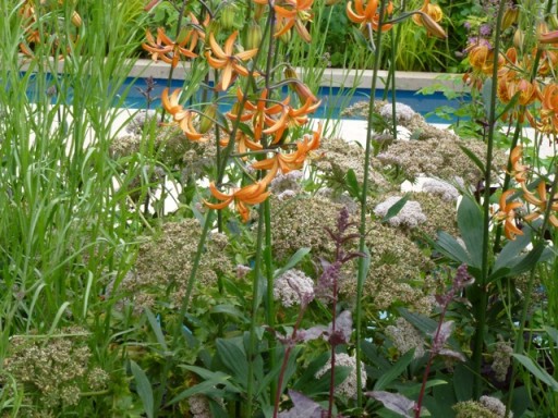 orange martagon lilies