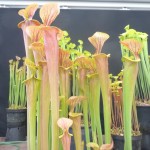 sarrcenia carnivorous plant