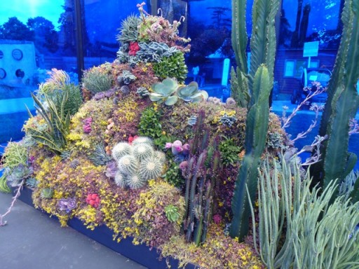 cactus display juxtaposes coral reef