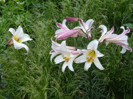 fragrant lily in the Jo Malone Garden