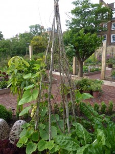 wigwam for climbing plants at the chelsea physic garden
