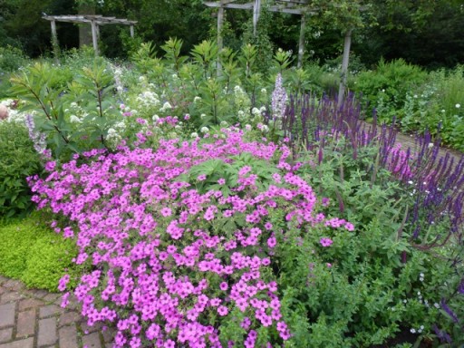 beautiful pink flowers in Jo Malone's garden