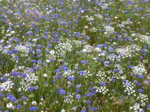 cornflowers in meadow planting at olympic park