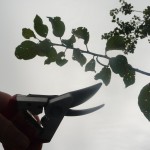 summer pruning