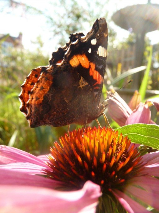close up of butterfly