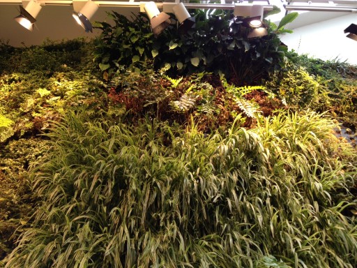 looking up at the living wall from ground floor