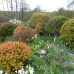 shrub maintenance