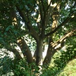 tree surgery