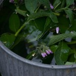 comfrey brew