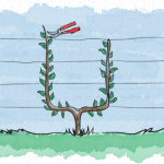 single U Cordon espalier trained against a fence