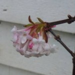 the Viburnum bodnantense is in full flower