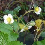 alpine strawberries in flower