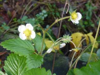 alpine strawberries in flower