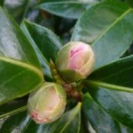 camellias soon to flower