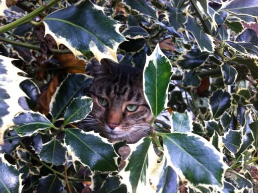titus the cat in a holly tree