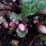 hellebores budding up nicely