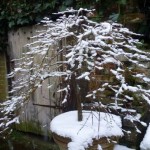 potted acer with now on branches