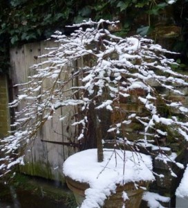 potted acer with now on branches