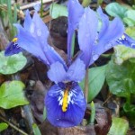 birds eye view of iris flower