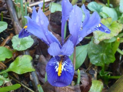 birds eye view of iris flower