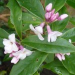 Daphne Jacqueline Postill coming into flower