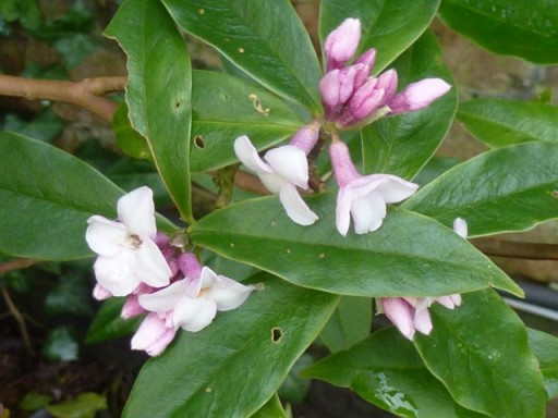 Daphne Jacqueline Postill coming into flower