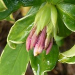 Daphne odora Aureomarginata about to flower
